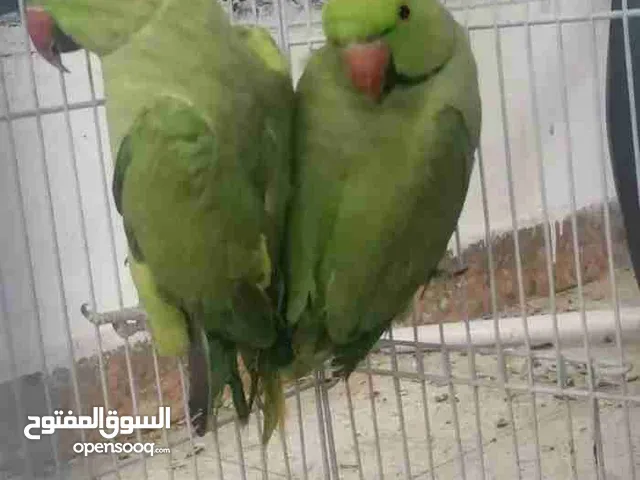 للبيع عدد 3