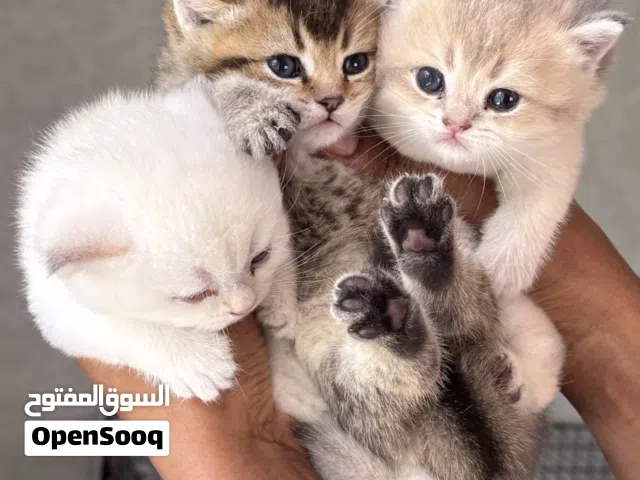 Kittens two month old