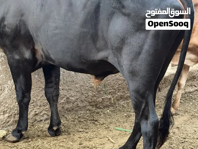 عجل نمساوي تهجين