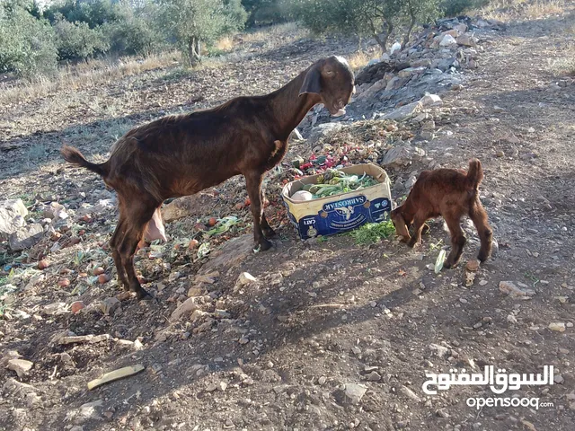 عنزة شامية معها جدي تووووب
