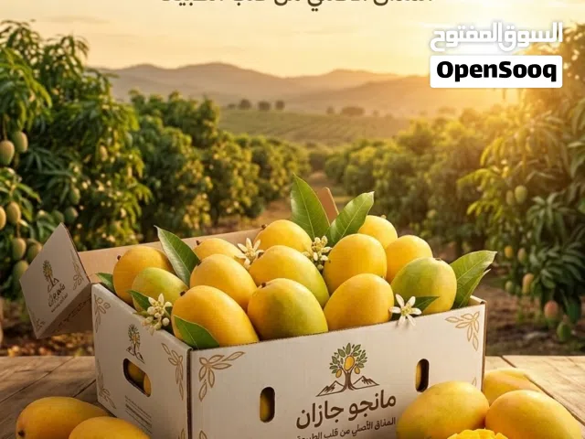 موسم مانجو جازن  متوفر الان بكميات ممتازه