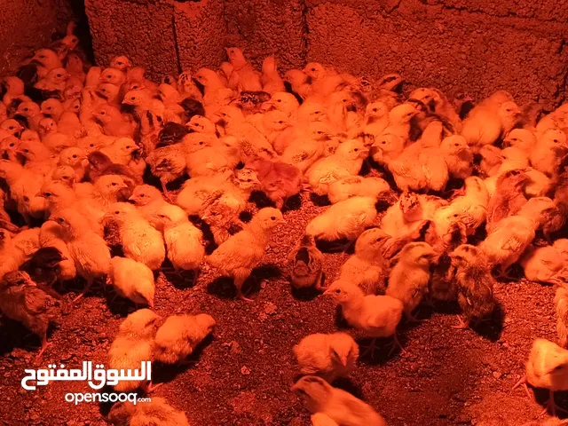 صيصان الفرنسي الاحمر و الكلومبي