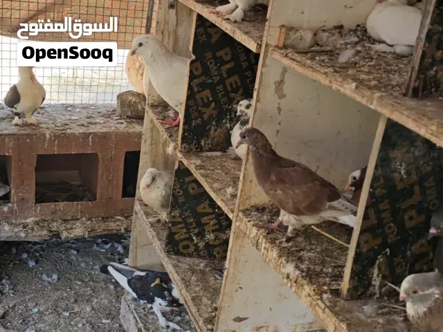 حمام منتوع ازواج فيه حب الرمان وفيه ايراني ومدينه وشمسي وكرنجو وصمالي وبحريني