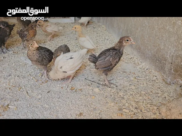 صوص بلدي للبيع