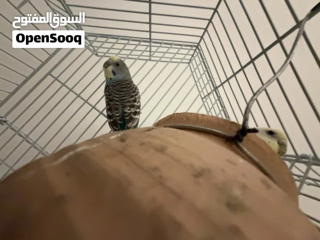I am selling budgies and a guinea pig for 450 dirham  urgent sale