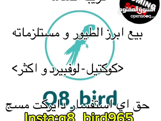 طيور: سولي فولو عشان تابعني ارخص اسعار في الكويت insta:q8_bird965
