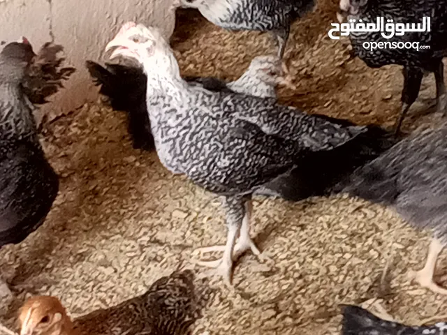 موجود الف طير بلدي عمر شرين و نص  مأخذ كل المطاعم و خالي من اي امراض كفاله  السعر عالكوم 2.75