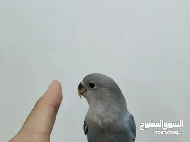 للبيع طير روز اليف مع قفص