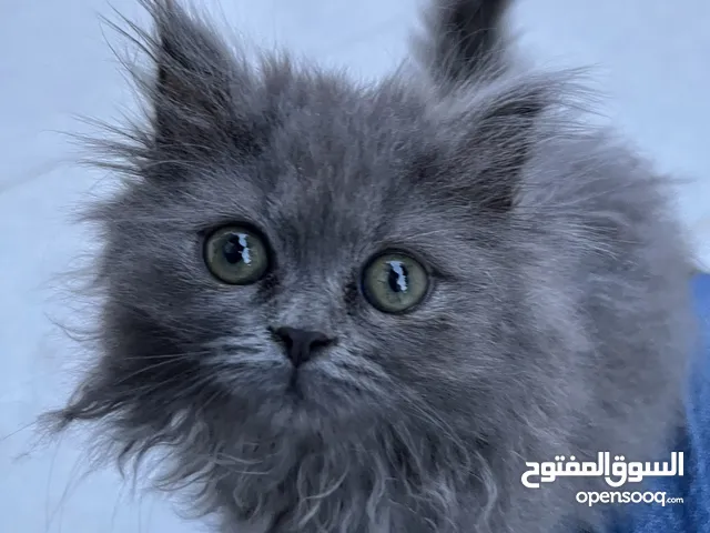British long hair بسعر رمزي