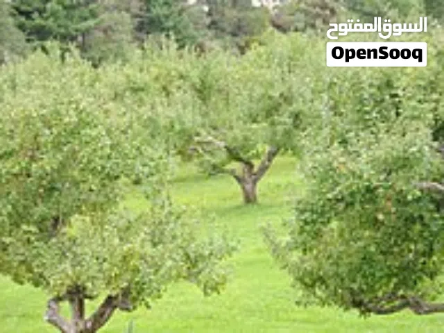 ارض للبيع بالتقسيط