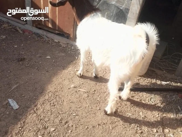 جديان لحم ومقنوي