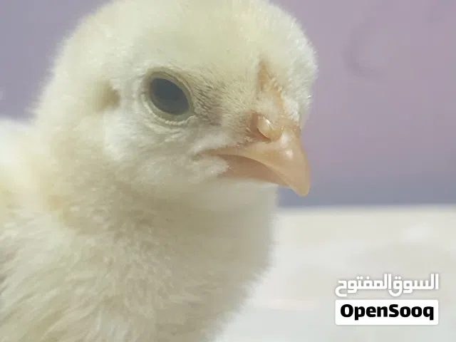 افراخ هراتي