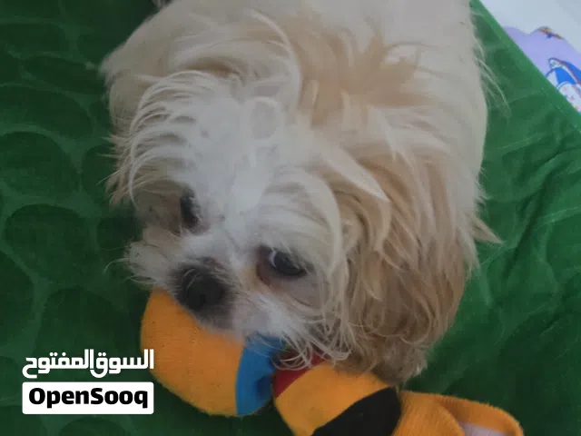 بيع كلب شيتزو