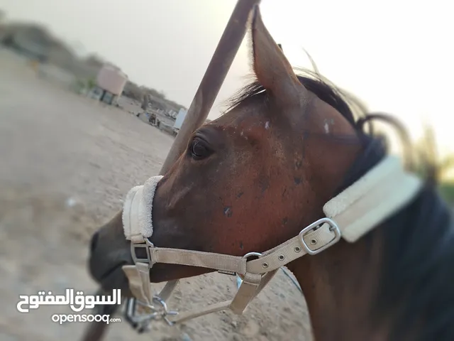 مهره للبيع بنت عطوان