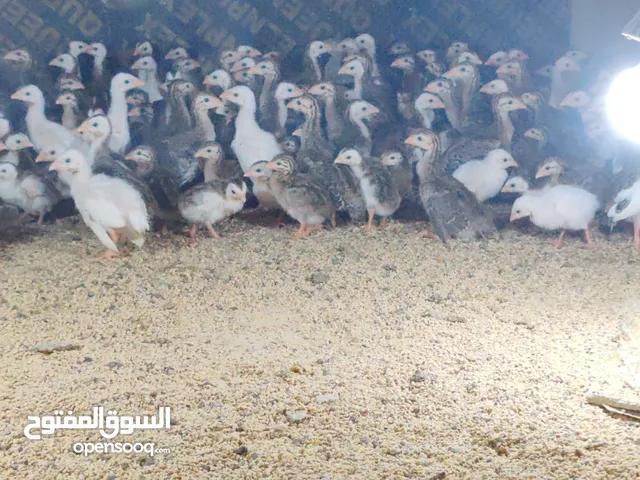 للبيع صيصان دجاج حبشي العمر قريب أسبوعين مطلوب في الحبه 700 بيسة
