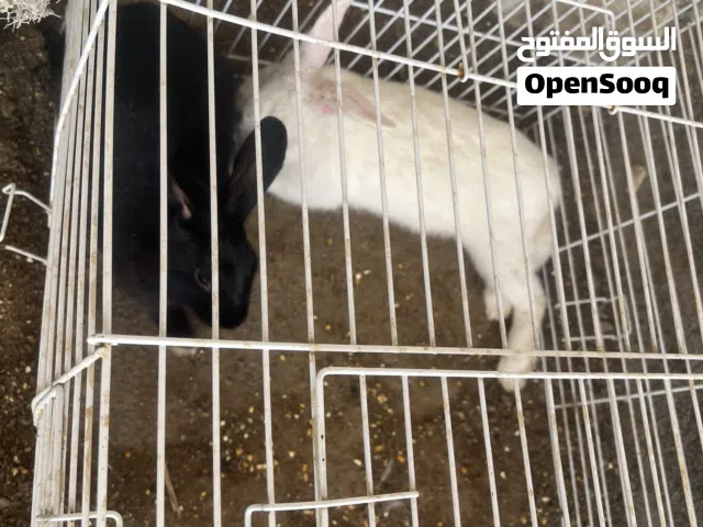 Rabbit for sale