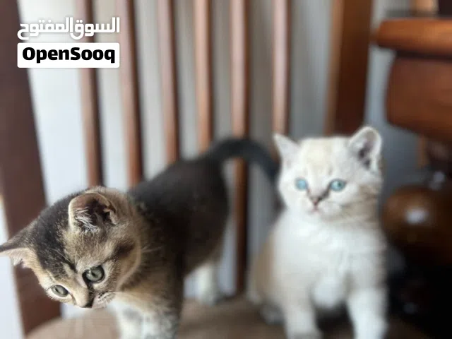 متوفر كتن سكوتش ny25 جولد و سيلفر