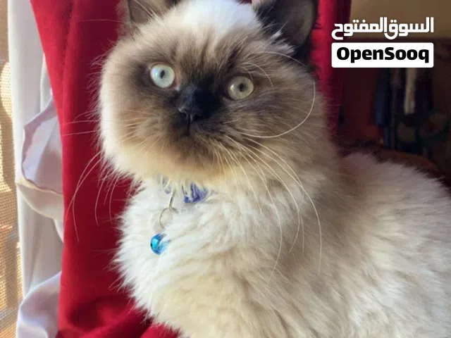 قط همالايا تشوكلت عمره 8 شهور هادي ولطيف كثيرررر  للتبني مجاني