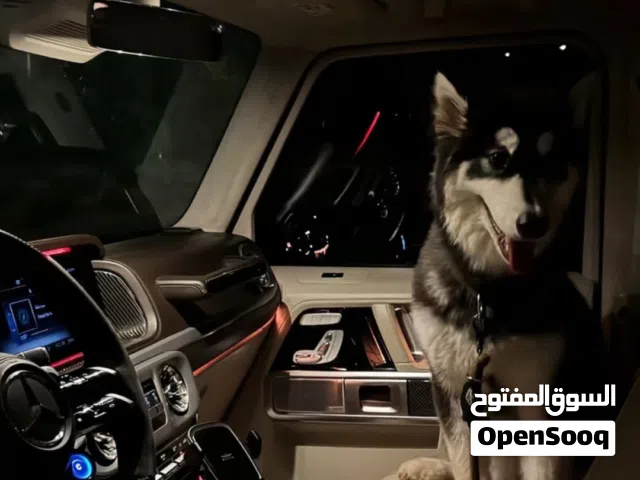 هسكي انثى