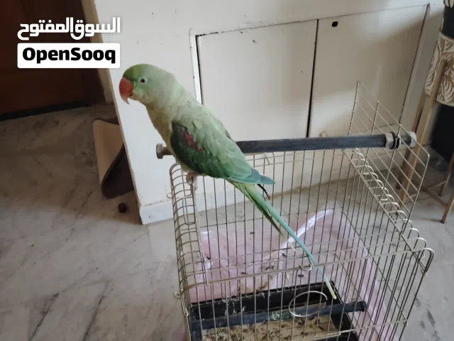كاسندرا للبيع