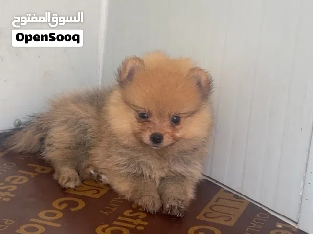 Purebred Pomeranian Puppy