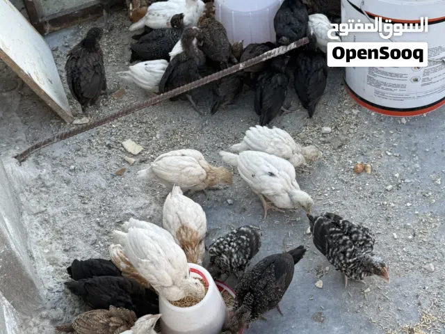 صيصان جاج للبيع