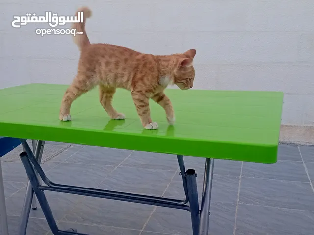 قط ذكر للتبني بدون مقابل