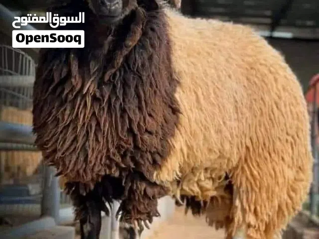 ذبح اضاحي العيد يوم العيد .