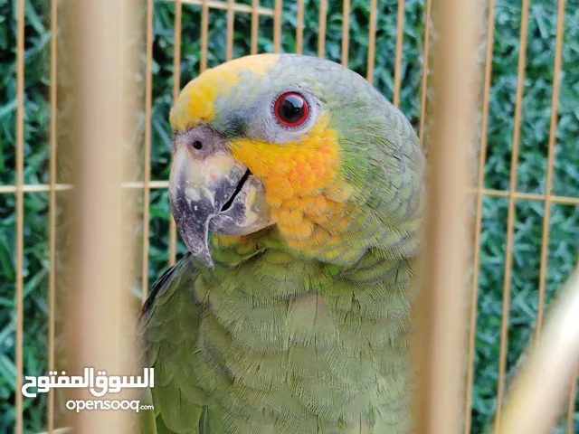 امازون الطير حجمه ( جامبو )