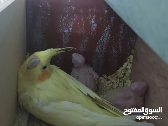 طيور جوز كوكتيل لاتينو تحته فراخ