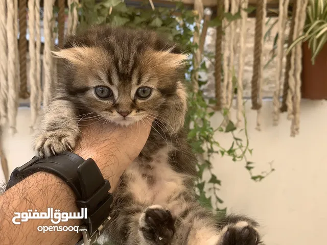 كتنز مكس سكوتش ستريت وبريتش فولد للبيع