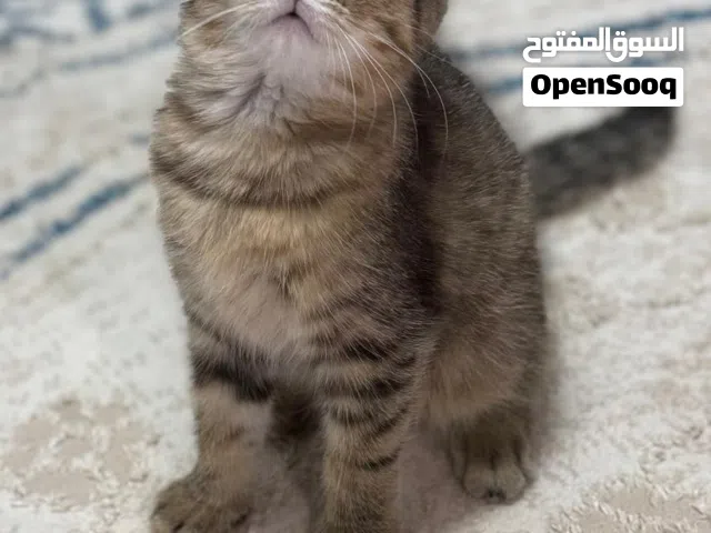 سكوتش فولد هملايا