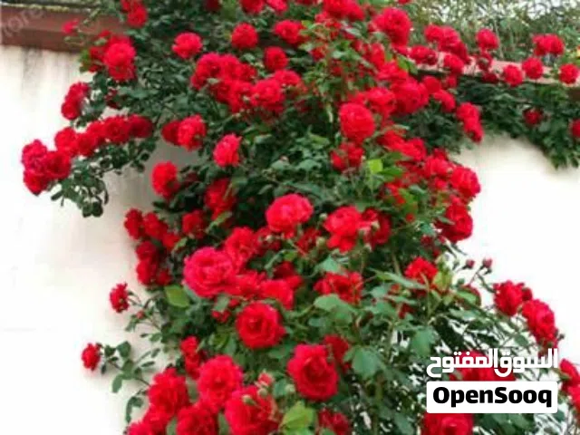 شجرة او وردة كميليا