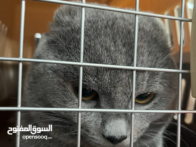 قطوه للبيع