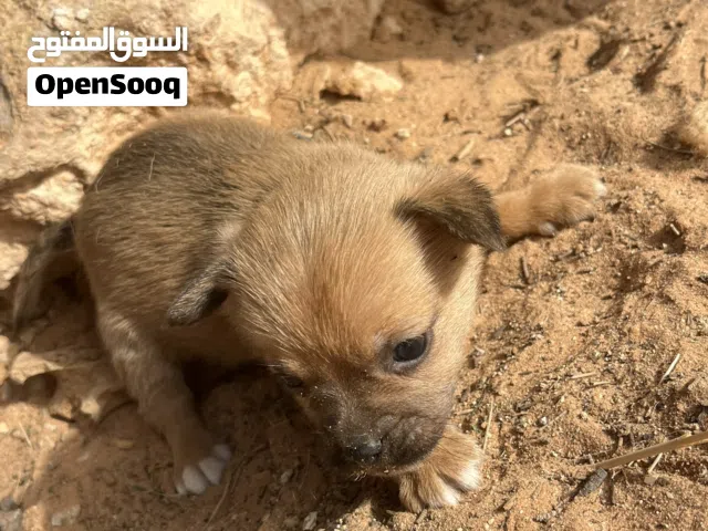 كلب تشيواوا