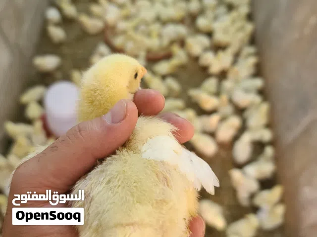 موجود( كل اسبوع ) صوص لاحم / تسمين عمر يوم واحد ماخذات اللقاح داخل البيضه اقرا الوصف