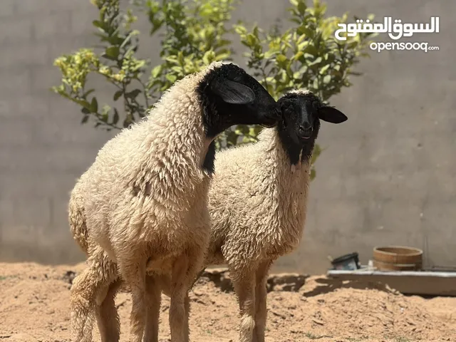#السلام عليكم #حوليات وطنيات نظاف العمر 8اشهرللبيع