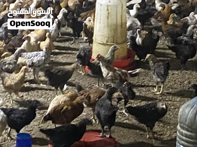 دواجن محلية تهجين عماني فرنسي