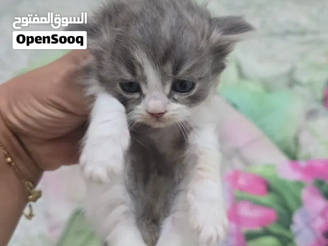تبنى برسوم 400  للوحدة