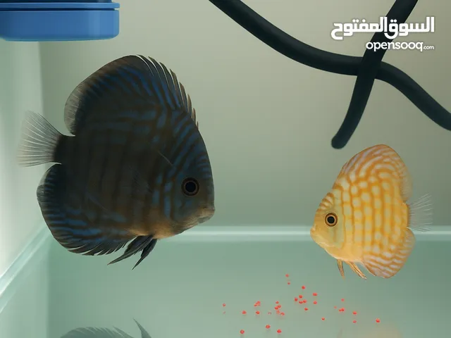 زوج سمك دسكاس ذكر وأنثى صحة فول والوان تخبل