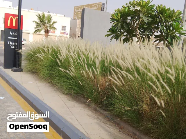 landscaping garden and maintenance