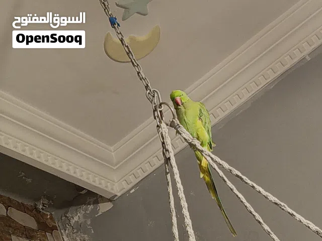 ببغاء درة هندي جامبو اليف