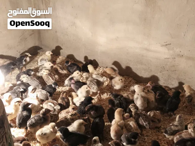 صيصان بلدي للبيع