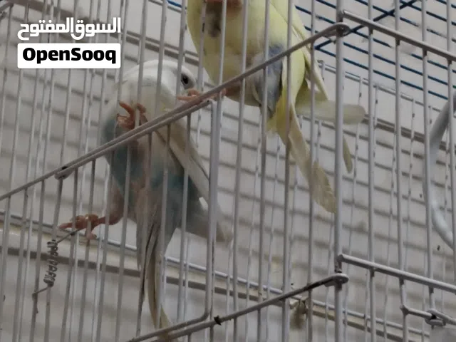 للبيع طيور هند