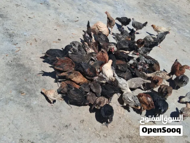 فراخ بلدي فيومي عمر شهرين لا 3 اشهر