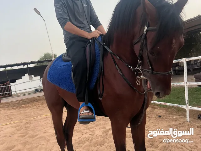stallion Horse