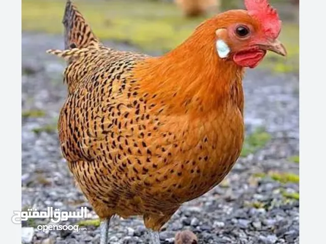 ديوك فيومي ذهبي عمر اربع شهور