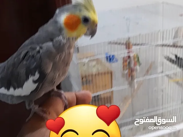 جوز كروان منتج و معهم 4 فروخ