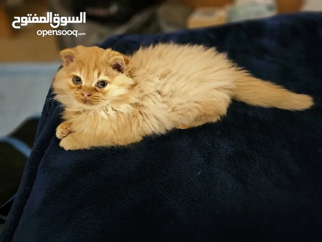 Scottish Fold Long Hair Kitten Male Healthy Vaccinated