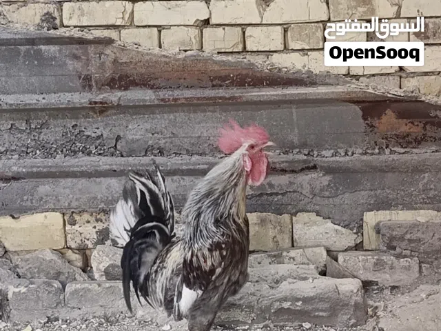 ديك عرب الون شوكي